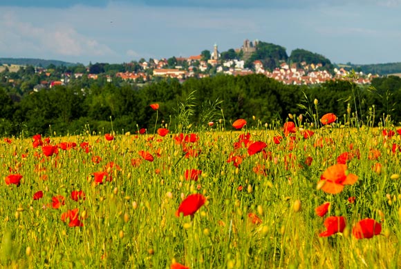 Mohnblumenwiese mit Burg